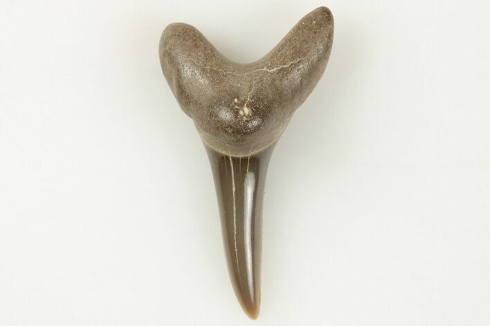 Fossil Shark (Cretodus) Tooth - Carlile Shale, Kansas #203299
